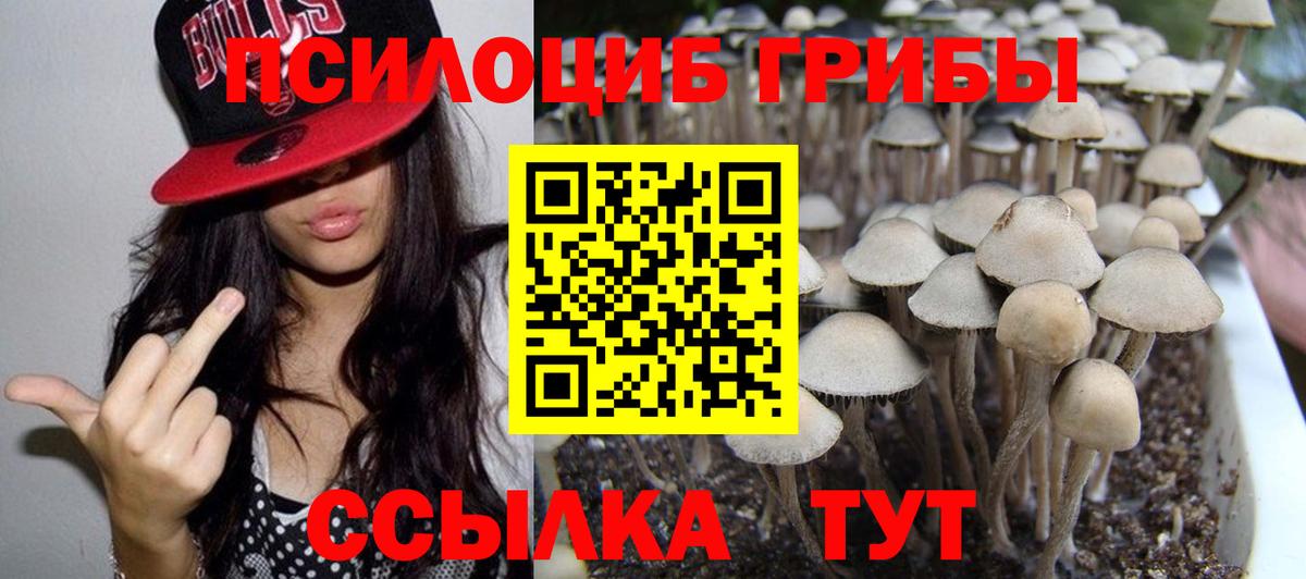 Богданович  Галлюциногенные грибы GOLDEN TEACHER  Вход с VPN 